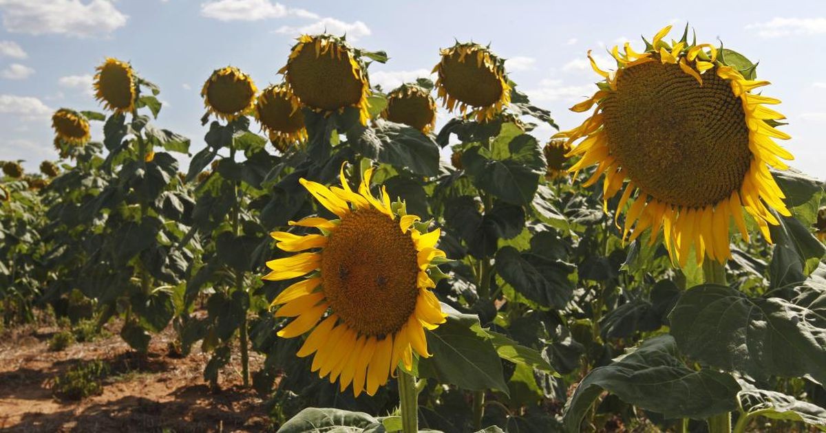 Sunflower Oil from Argentina